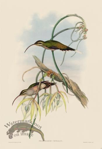 Gould Hummingbird 019